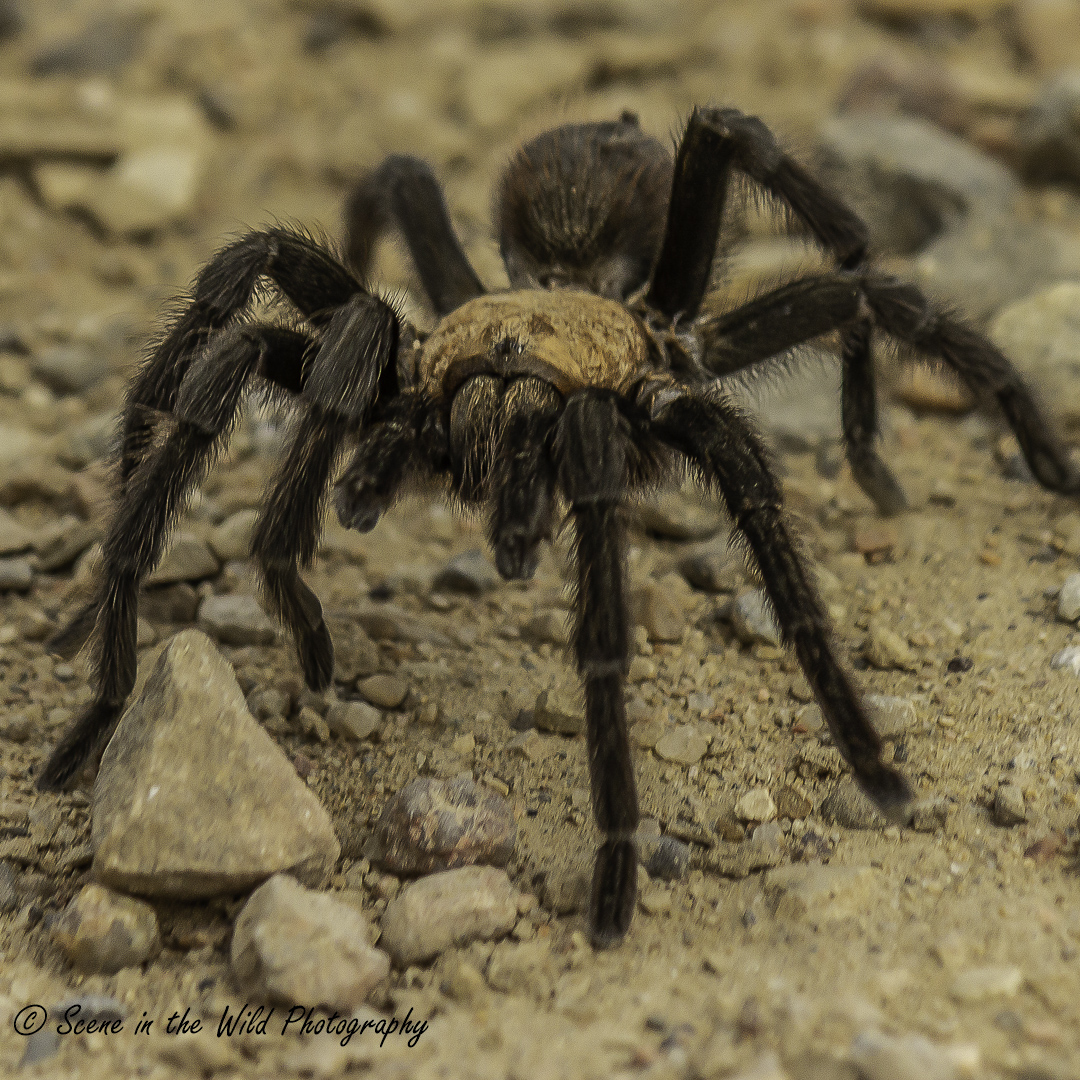 Tarantula on a mating quest